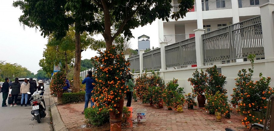 Sắc hoa xuân nở rực trên phố phường Hà Nội Sắc hoa xuân nở rực trên phố phường Hà Nội