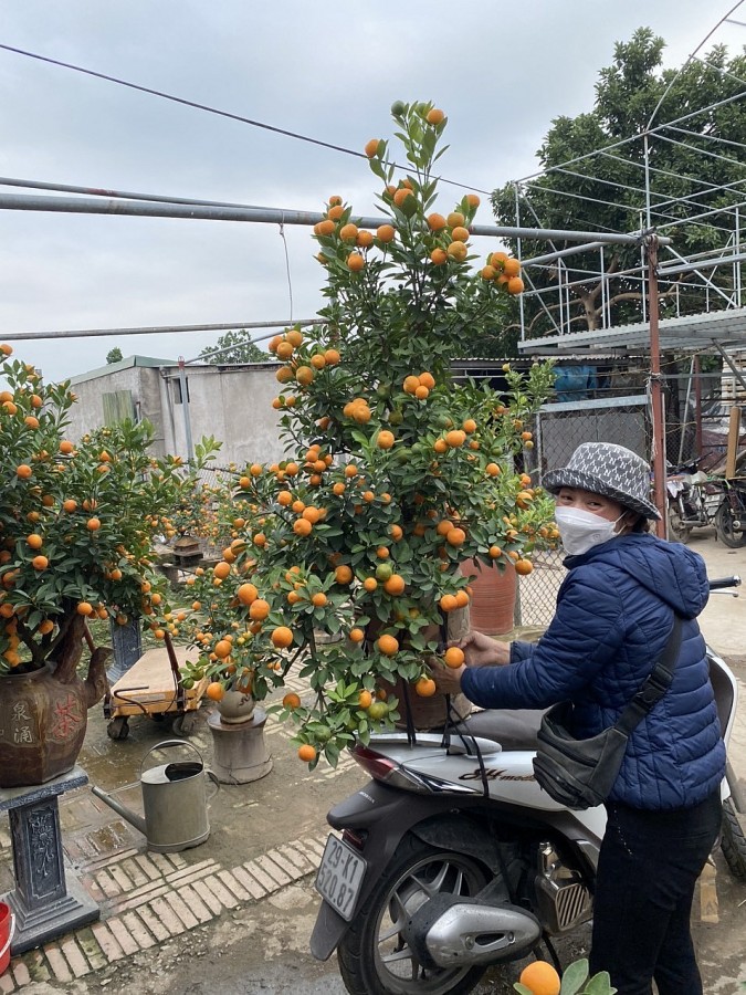 Sắc hoa xuân nở rực trên phố phường Hà Nội Sắc hoa xuân nở rực trên phố phường Hà Nội