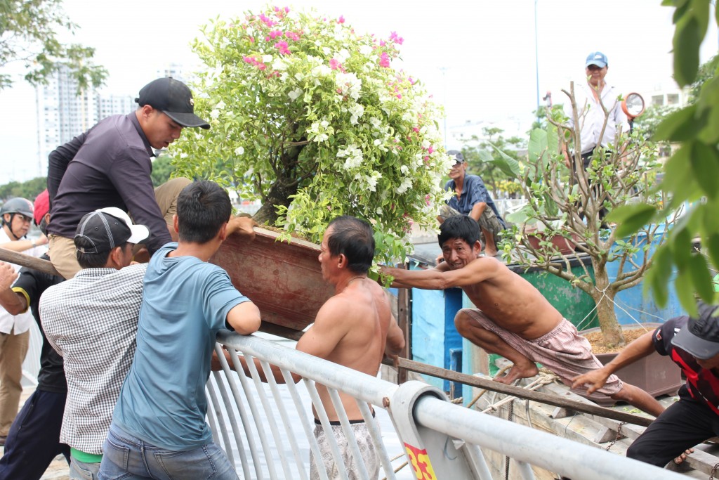 “Mấy người ở đây đều là bà con họ hàng của tôi, cùng nhau chăm sóc cây cả năm trời, chỉ chờ dịp này để mang lên bán. Trước khoảng một tháng là tôi đã phải thức ngày đêm chuẩn bị cho cây tốt nhất. Vất vả lắm nhưng vui!”, ông Sáu chia sẻ.