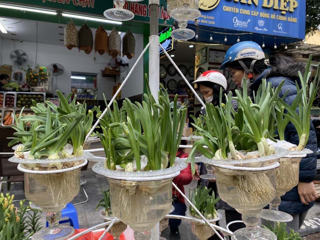 Công phu những bát Thủy Tiên ngát hương chào Xuân mới