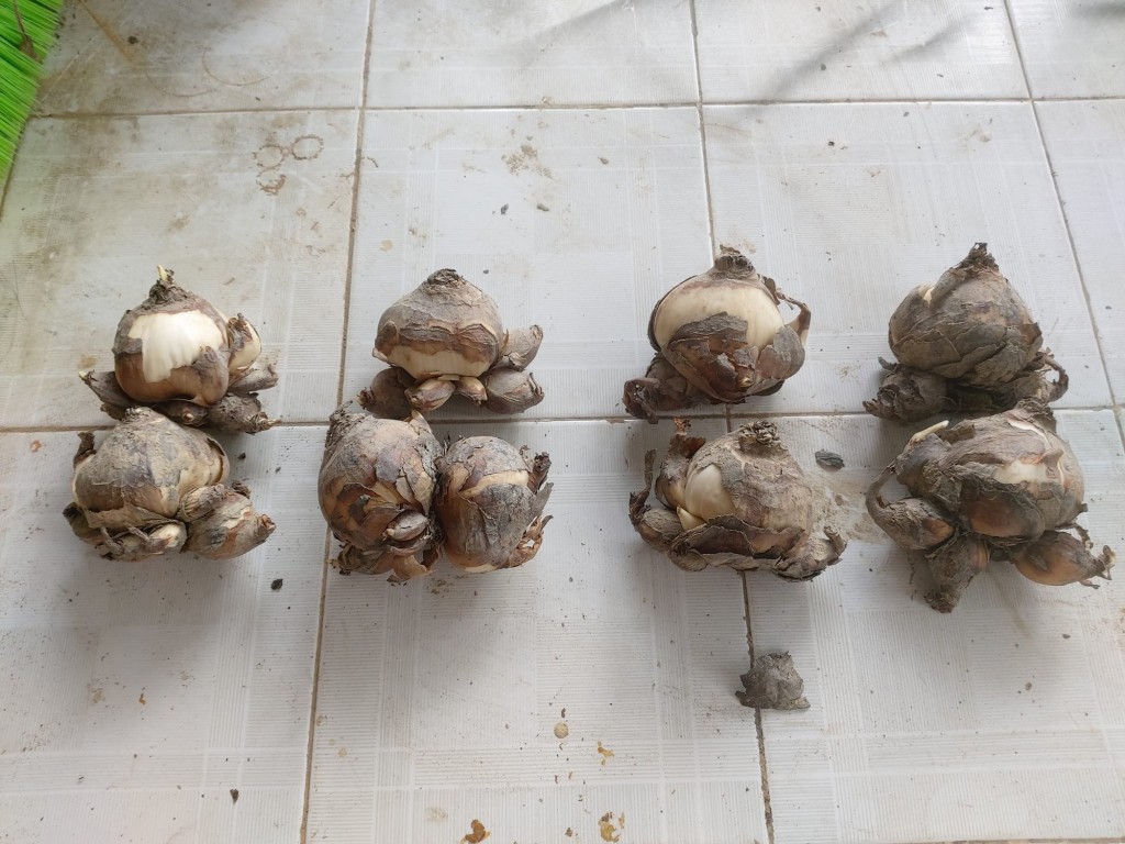 Công phu những bát Thủy Tiên ngát hương chào Xuân mới
