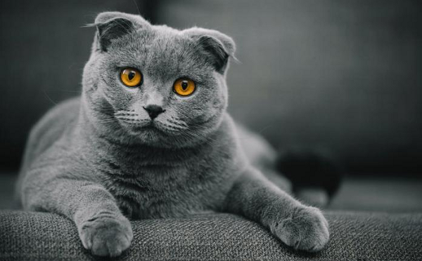 Mèo Scottish Fold