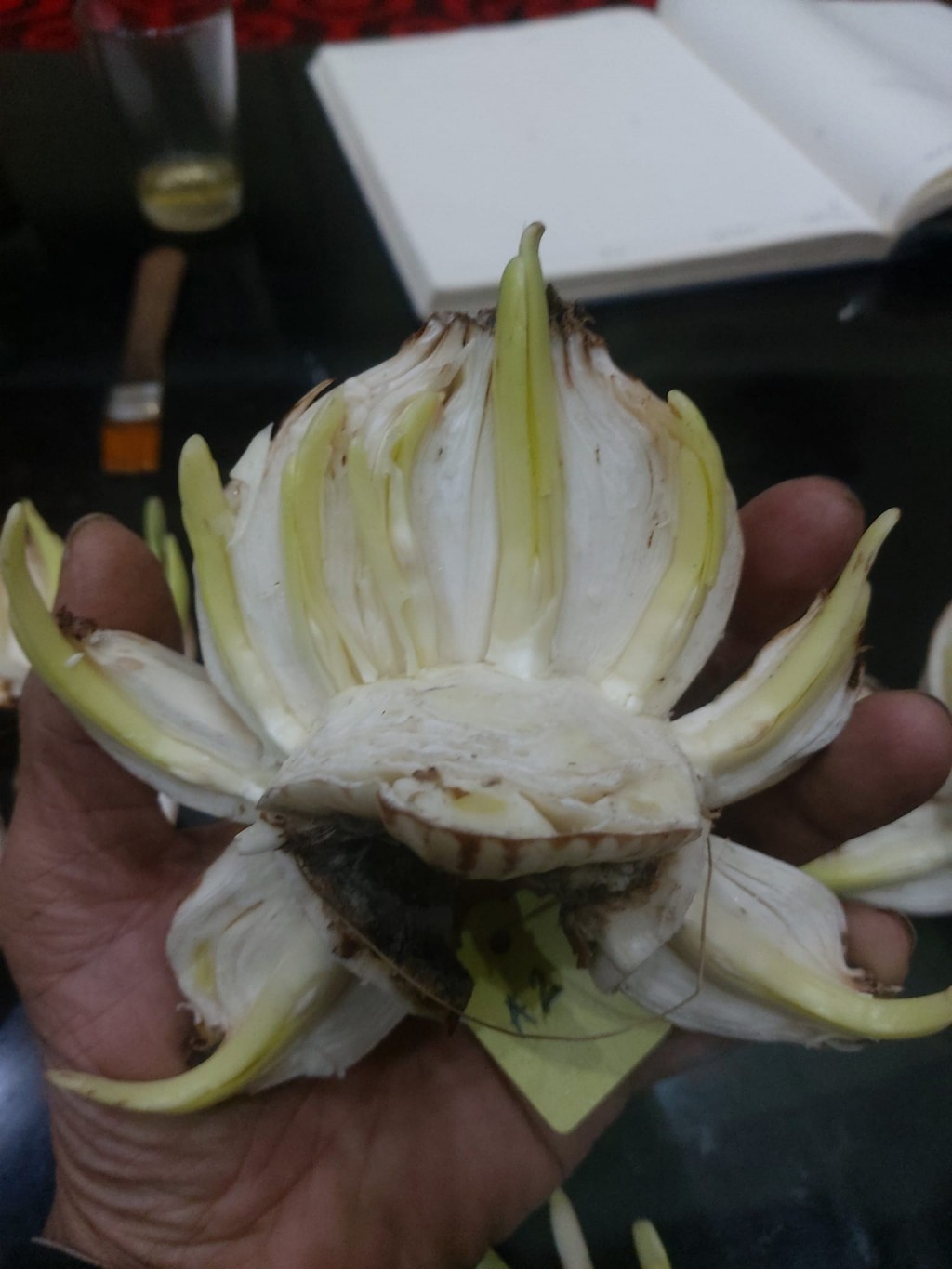 Công phu những bát Thủy Tiên ngát hương chào Xuân mới
