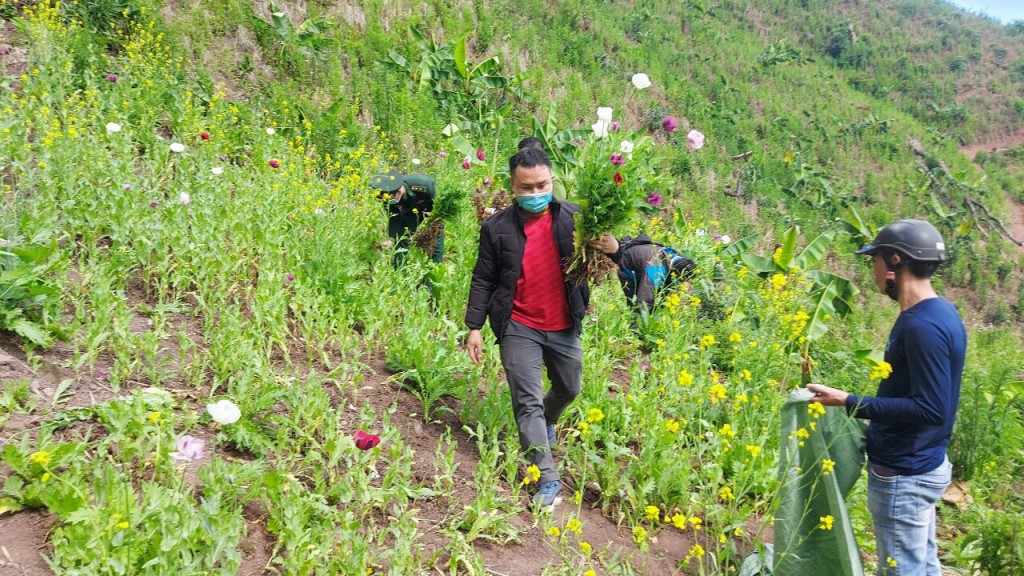 Từng bước xóa bỏ tình trạng trồng và sử dụng cây thuốc phiện tại khu vực miền núi