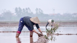 Nông dân Thủ đô hối hả xuống đồng sản xuất vụ Xuân