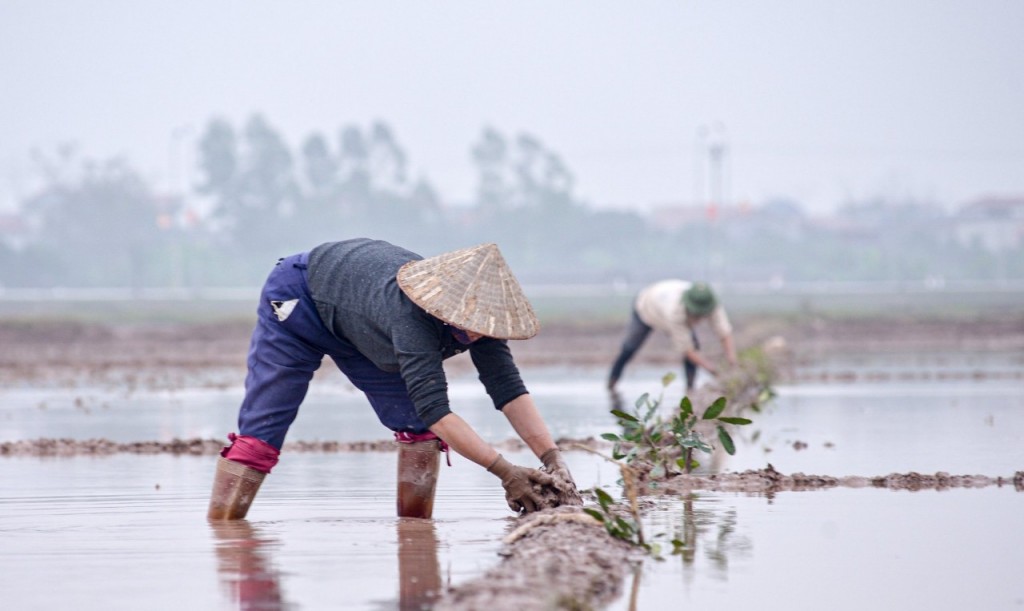 Nông dân Thủ đô hối hả xuống đồng sản xuất vụ Xuân