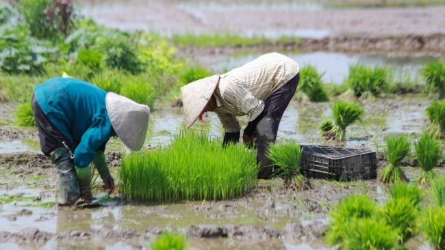 Chủ động hoàn thành kế hoạch lấy nước phục vụ gieo cấy lúa vụ Xuân