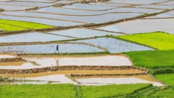 Hà Nội dự kiến chuyển đổi hơn 3.800ha cây trồng trên đất lúa trong năm 2023