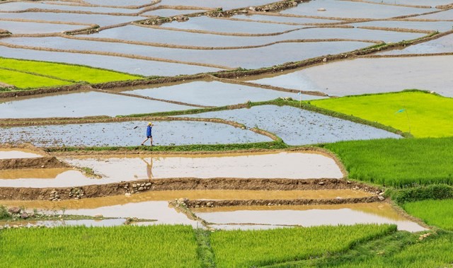 Hà Nội dự kiến chuyển đổi hơn 3.800ha cây trồng trên đất lúa trong năm 2023