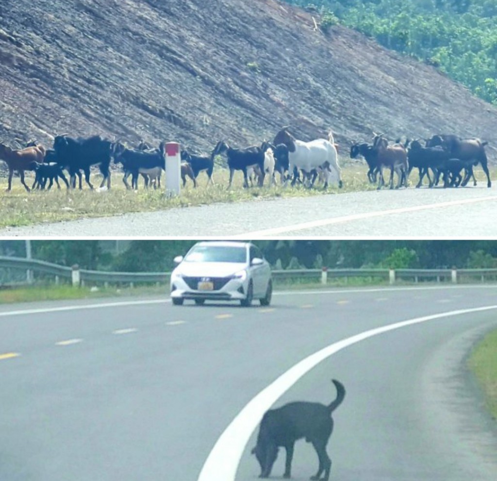 Gia súc băng qua đường cao tốc La Sơn - Túy Loan gây nguy hiểm cho các phương tiện lưu thông