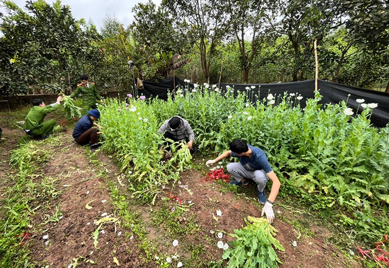 Cảnh sát phá bỏ cây thuốc phiện trong vườn nhà Ngô Quang Tăng