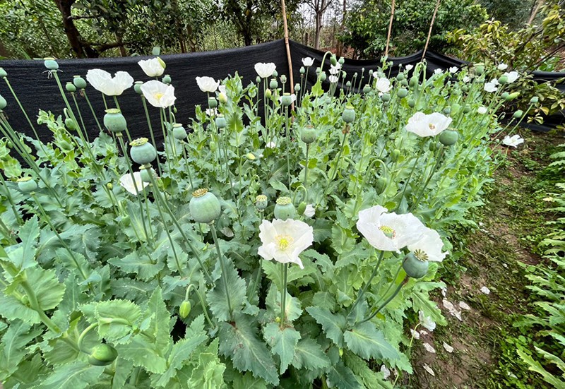Cảnh sát hiện trong vườn nhà Ngô Quang Tăng (thôn Linh Phú, xã Tuấn Đạo, huyện Sơn Động, Bắc Giang) trồng hơn 2.000 cây thuốc phiện