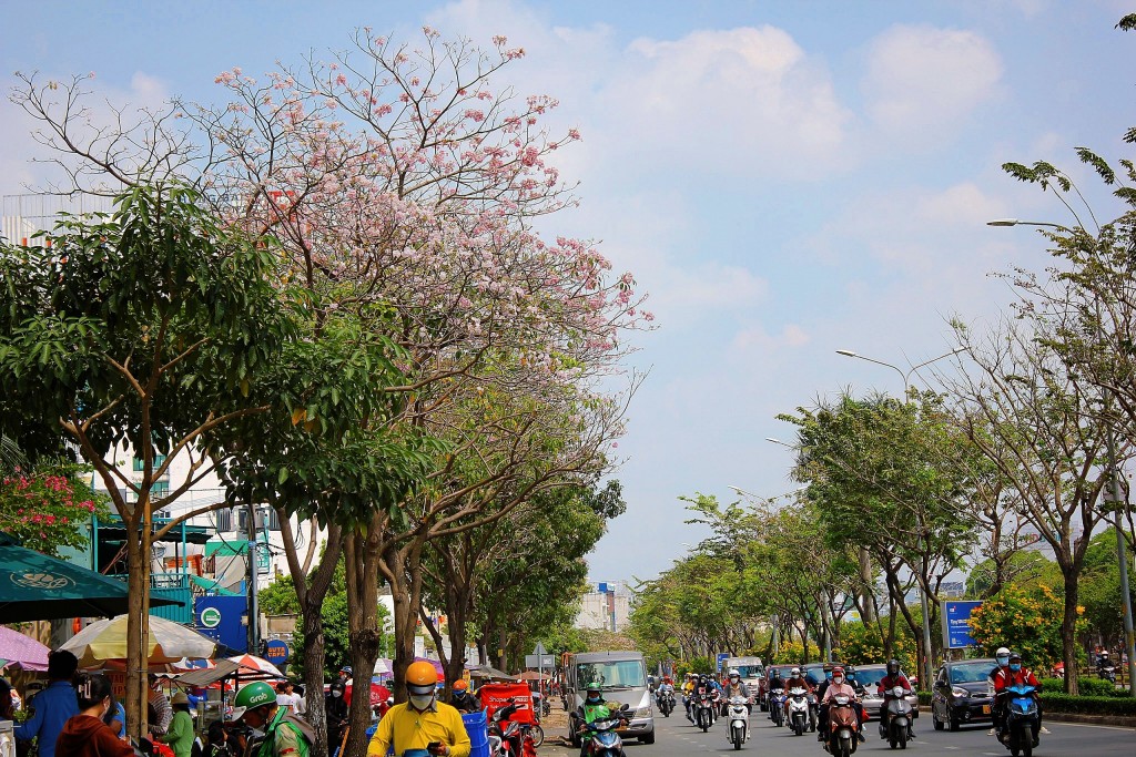 Những ngày trở lại đây, dọc nhiều tuyến đường như Điện Biên Phủ, Võ Văn Kiệt, Hàm Nghi,… hàng chục cây hoa kèn hồng đua nhau nở rộ, khoe sắc khiến ai ngang qua cũng phải xao xuyến tâm hồn