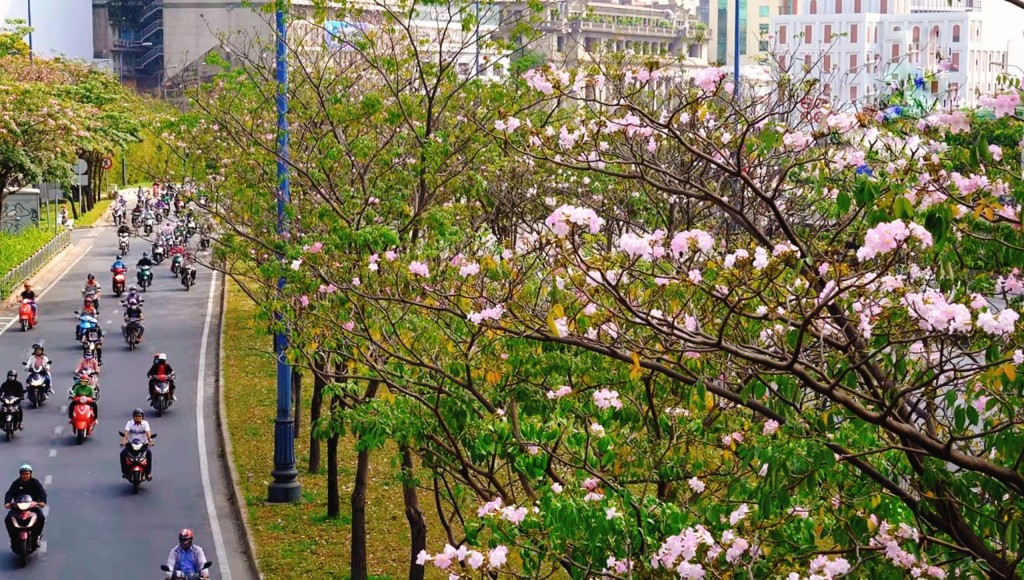 Tuy nhiên, sau khi nở 3-5 ngày, hoa kèn hồng sẽ bắt đầu rụng xuống, nhường chỗ cho những mầm non mới phát triển Tuy nhiên, sau khi nở 3-5 ngày, hoa kèn hồng sẽ bắt đầu rụng xuống, nhường chỗ cho những mầm non mới phát triển