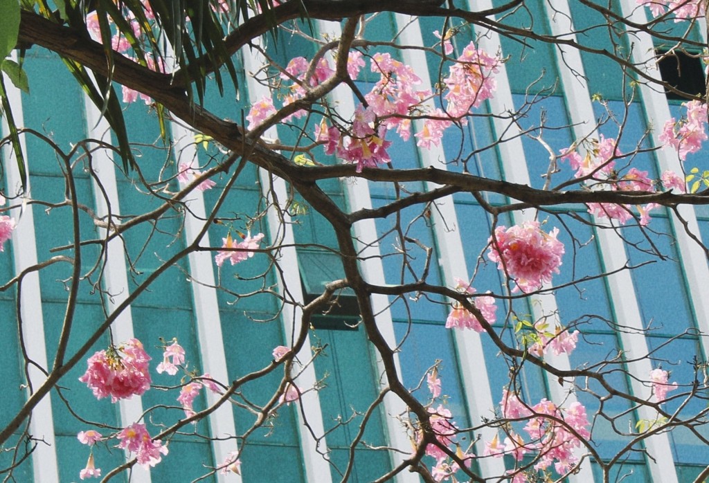 Ngoài ra, nhiều người cũng mô tả loài hoa này giống như một chiếc chuông gió nhỏ nhắn, lung linh treo giữa trời Ngoài ra, nhiều người cũng mô tả loài hoa này giống như một chiếc chuông gió nhỏ nhắn, lung linh treo giữa trời
