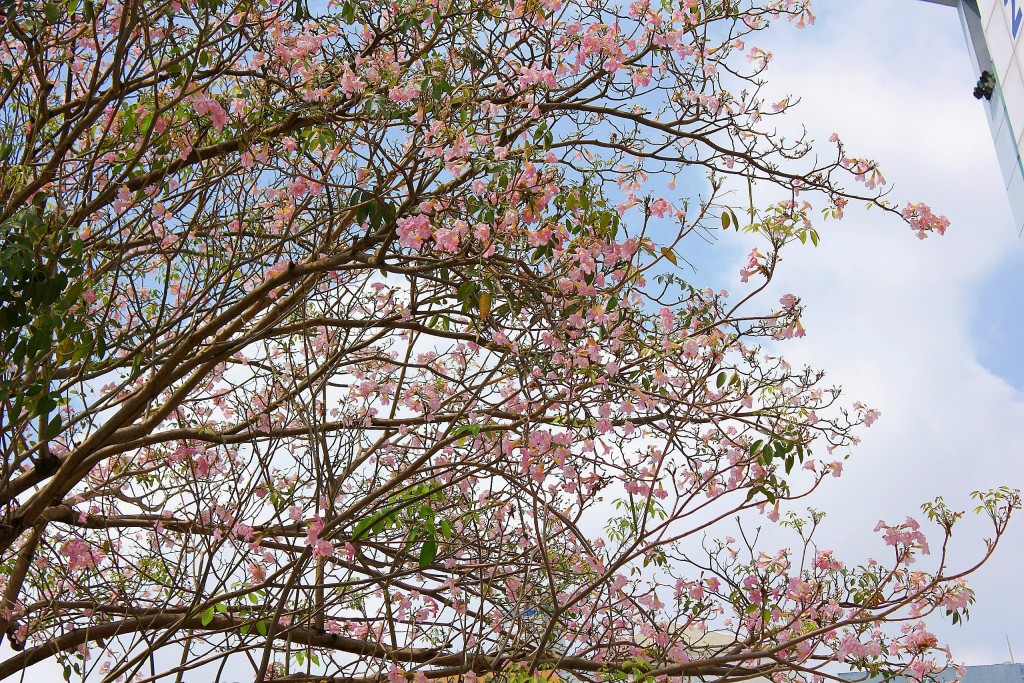 Đến mùa nở hoa, lá của cây hoa kèn hồng thường rụng dần, nhường chỗ cho những bông hoa tinh khôi, mọc chụm thành từng đoá, kín cả cây