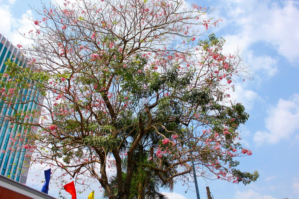 Một cây hoa kèn hồng lâu năm trổ đầy hoa tại đường Nguyễn Bỉnh Khiêm (gần vòng xoay Điện Biên Phủ, Quận 1)