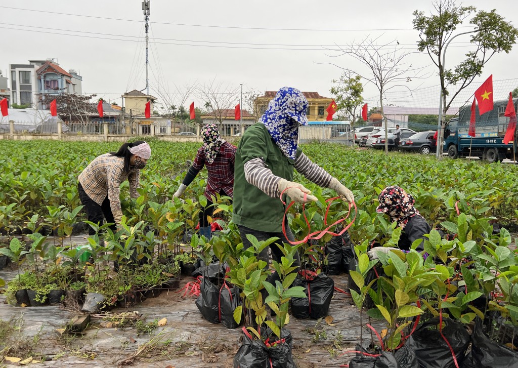 Tân Đệ trao 10.000 cây mít dai vàng, tạo sinh kế cho người nông dân Thái Bình