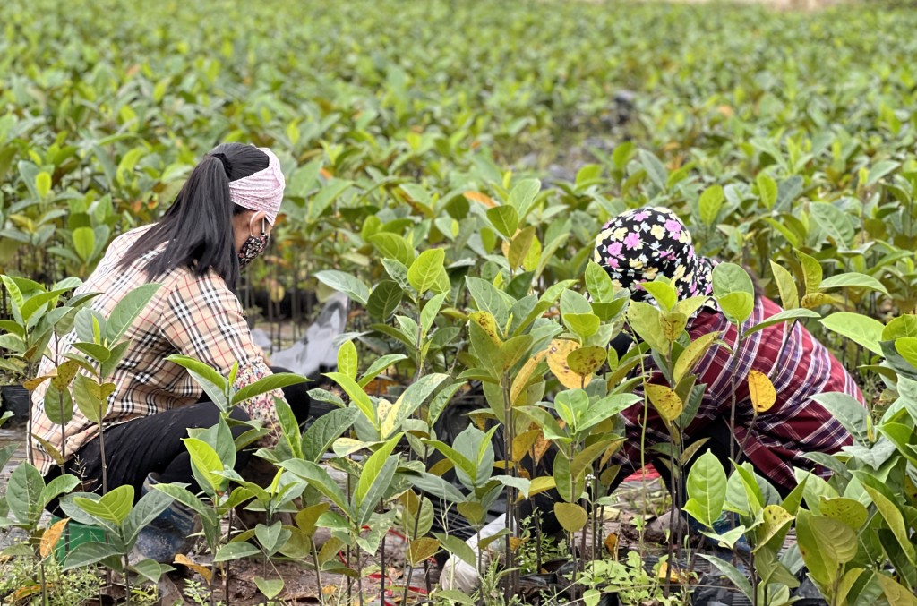 Tân Đệ trao 10.000 cây mít dai vàng, tạo sinh kế cho người nông dân Thái Bình