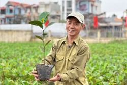 Tân Đệ trao 10.000 cây mít dai vàng, tạo sinh kế cho người nông dân Thái Bình