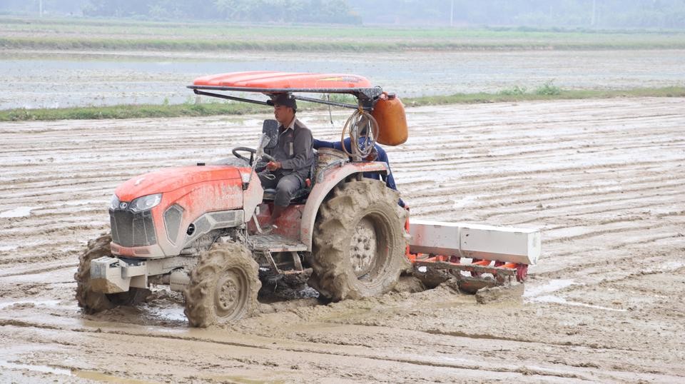 Nông dân Thủ đô khẩn trương gieo cấy lúa Xuân