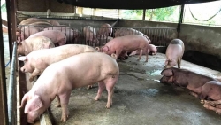 Quảng Nam: Dự án trang trại chăn nuôi chưa kịp triển khai, doanh nghiệp đã giải thể