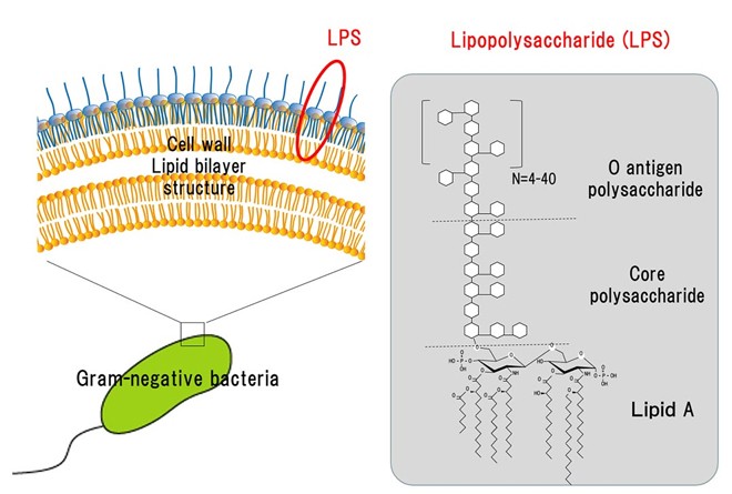 Lipopolysaccharide bước tiến vượt bậc giúp cải thiện hệ miễn dịch