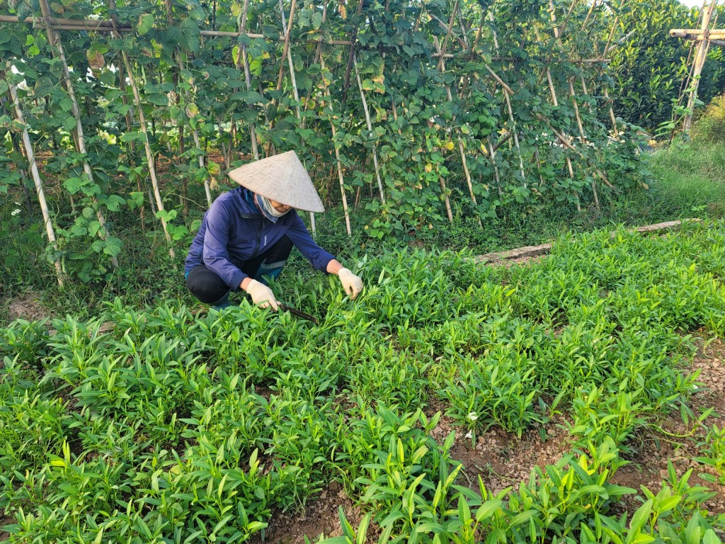 Quận Hà Đông: Sản xuất rau an toàn gắn với xây dựng thương hiệu OCOP