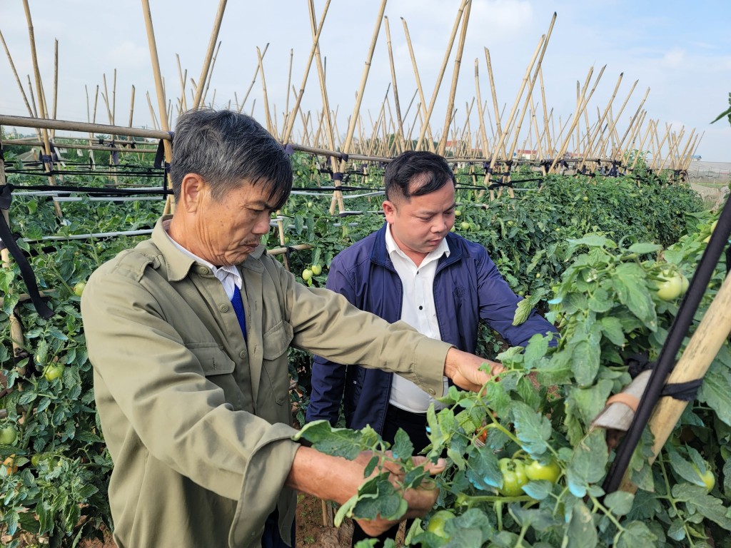 Quận Hà Đông: Sản xuất rau an toàn gắn với xây dựng thương hiệu OCOP