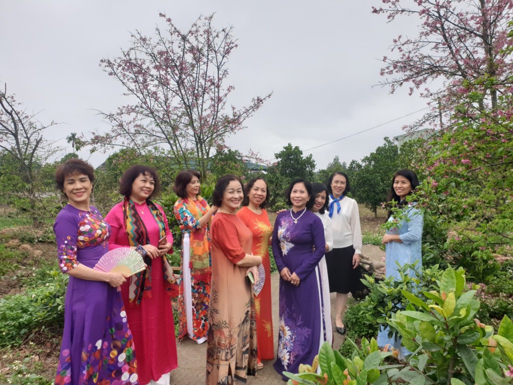 Vườn hoa Anh Đào của ông Thái giờ trở thành điểm du lịch hấp dẫn du khách bốn phương