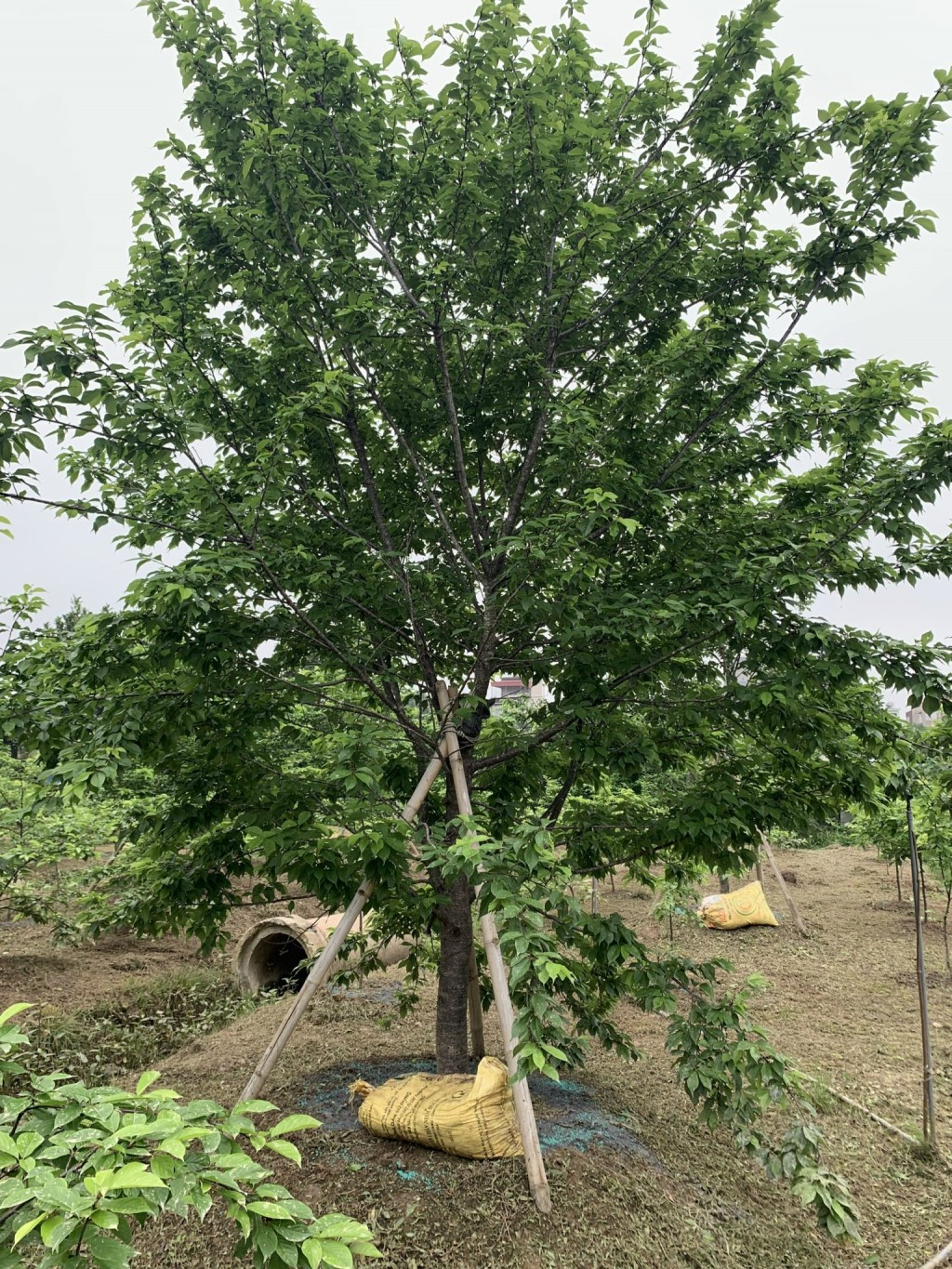 Một cây hoa Anh Đào trưởng thành của ông Thái có giá cả trăm triệu đồng