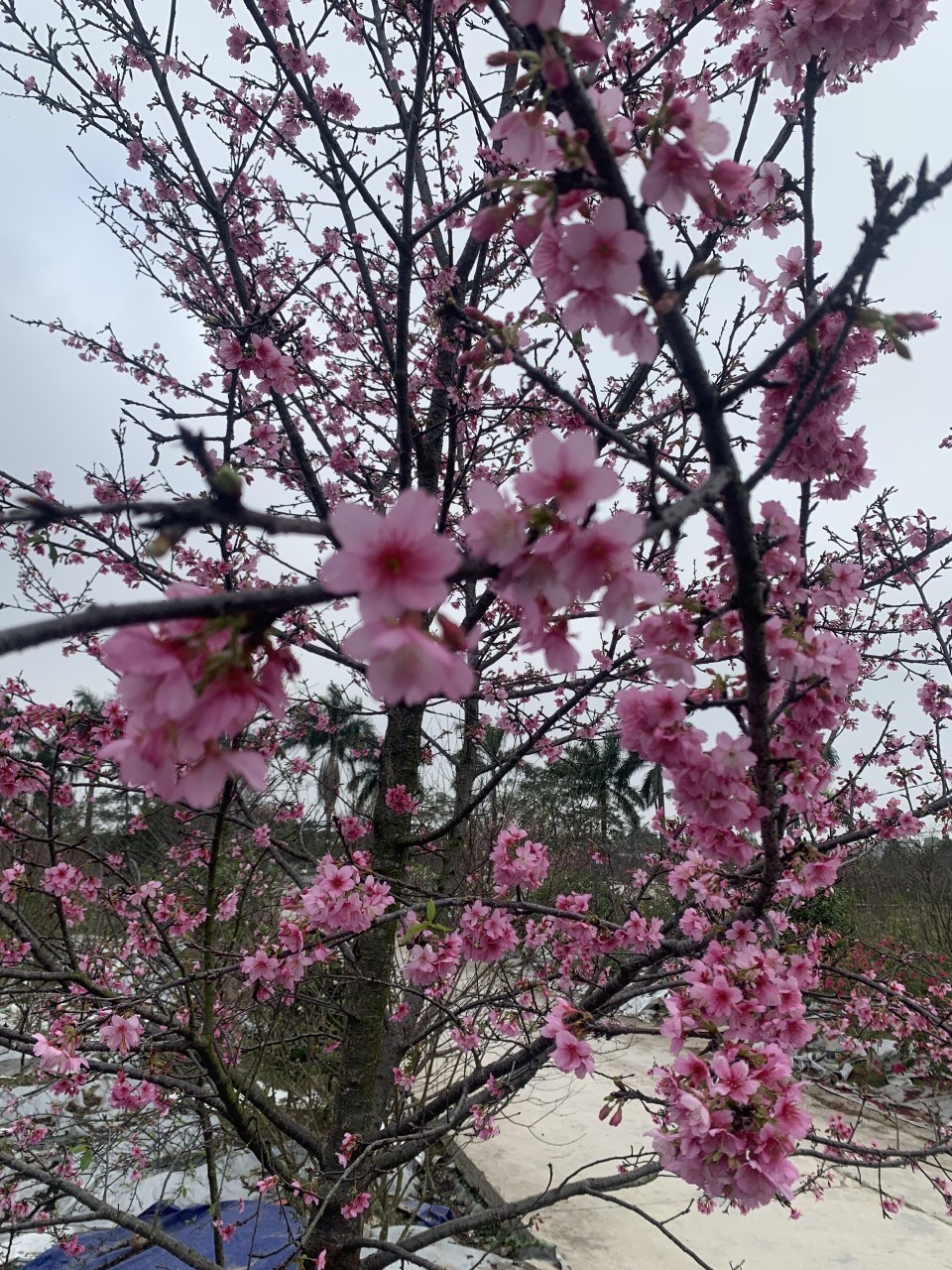 Người con đất cảng với đam mê trồng hoa anh đào