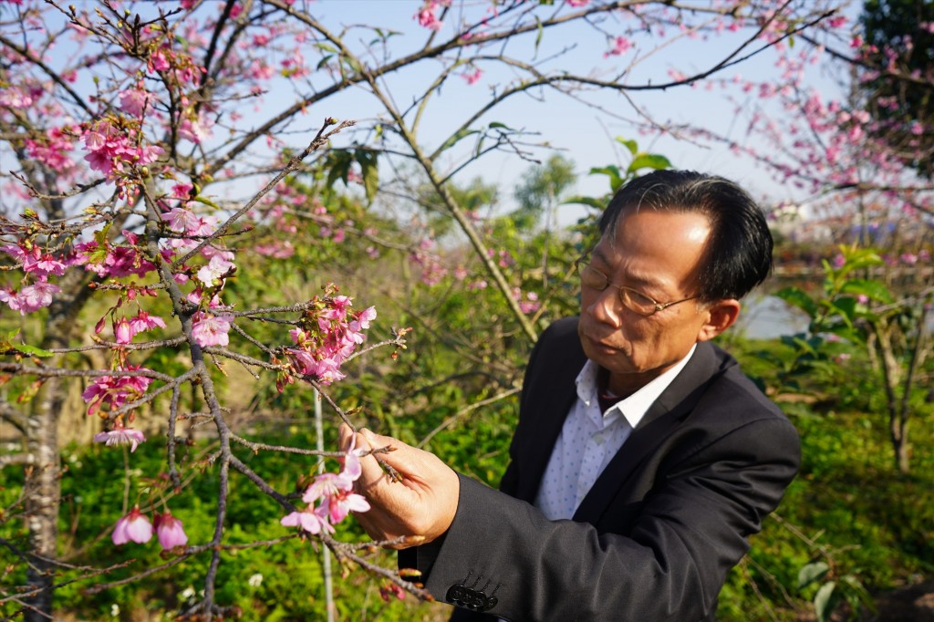 Người con đất cảng với đam mê trồng hoa anh đào