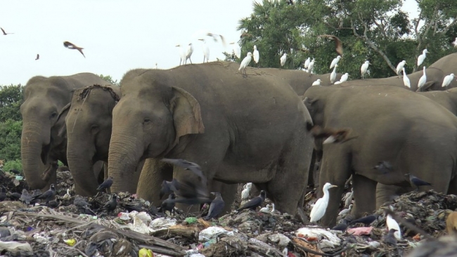 Bảo vệ loài voi, Sri Lanka cấm các sản phẩm nhựa dùng một lần