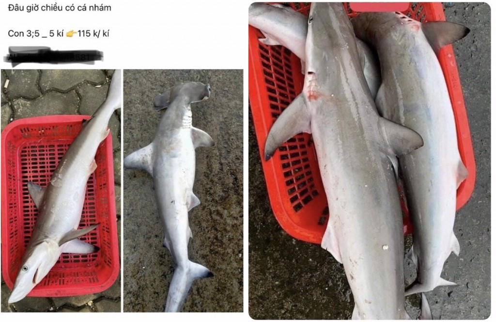 Việc quảng cáo, rao bán các loại thủy sản nguy cấp, quý hiếm như cá mập đầu búa trên các phương tiện điện tử có thể bị xử phạt vi phạm hành chính từ 70-100 triệu đồng (Ảnh BQL Khu bảo tồn biển Cù Lao Chàm)