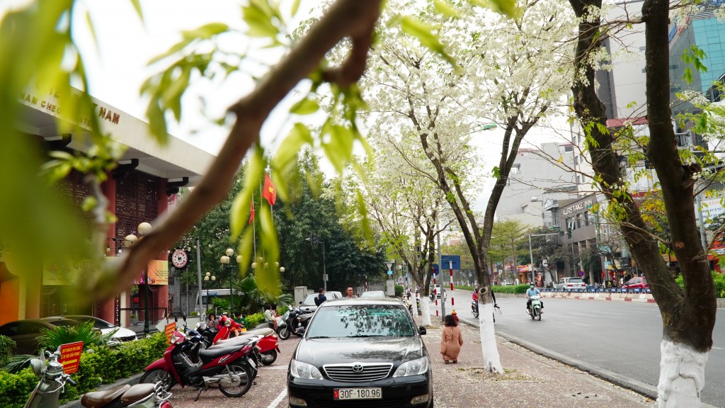 Hoa sưa tượng trưng cho lòng chung thủy, dành trọn một lòng cho người mình yêu