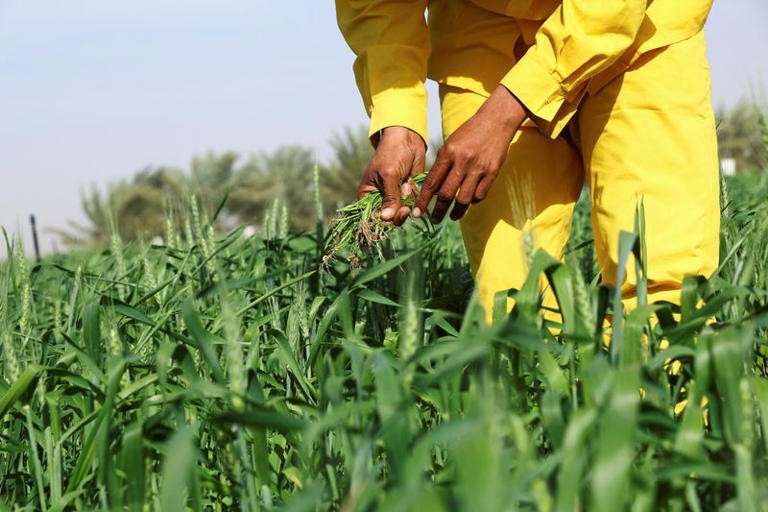  Trang trại trồng lúa mì trên sa mạc này dự kiến sẽ sản xuất được khoảng 1.600 tấn lúa mì mỗi năm (Ảnh: Reuters)
