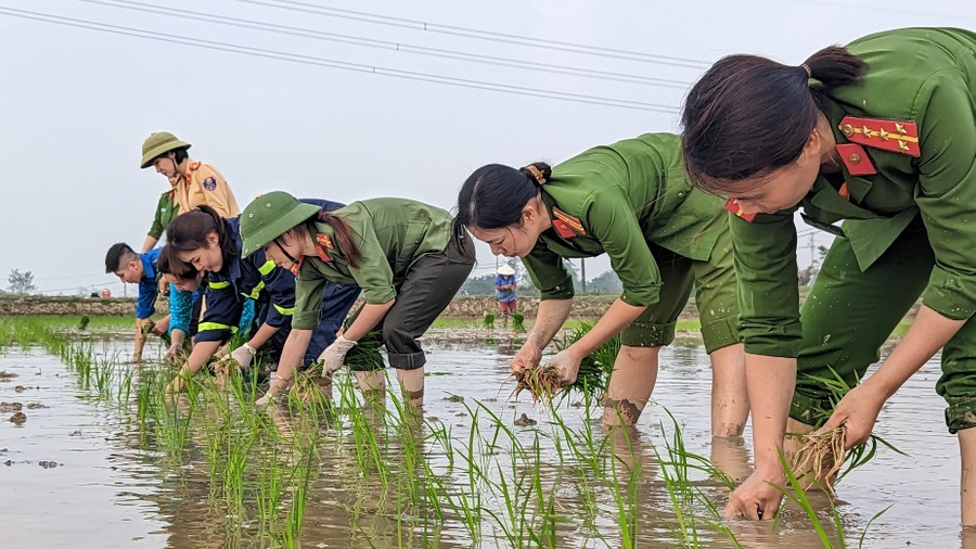 Chiến sĩ công an huyện Ứng Hòa cấy lúa giúp dân. Ảnh Phú Khánh  (ANTĐ)