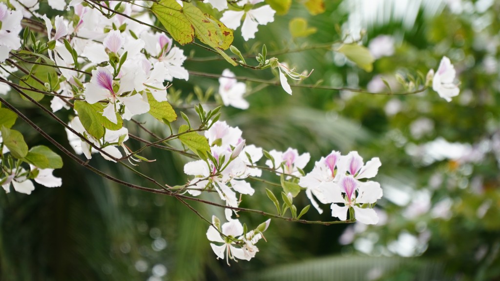 Loài hoa ban dường như chỉ có nơi núi rừng Tây Bắc, nhưng tại Hà Nội nhiều người có thể ngắm hoa ban trắng, tím nở rộ trên nhiều tuyến đường thành phố