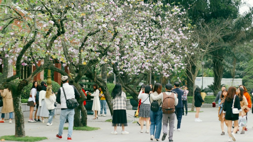 Ngoài địa điểm tại đường Hoàng Diệu, ở phía đối diện bên cạnh Đài tưởng niệm Bắc Sơn cũng có nhiều cây hoa ban. 