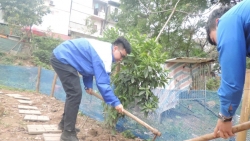 Thanh niên Hoàn Kiếm tham gia trồng cây xanh, bảo vệ môi trường