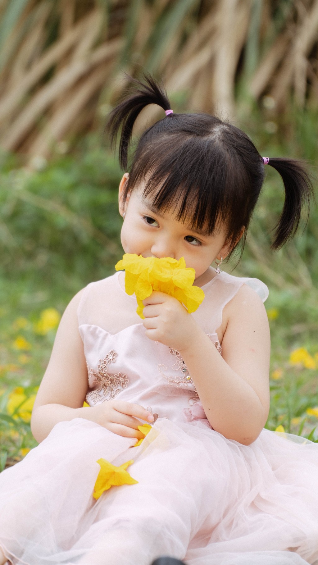 Mang vẻ đẹp rực rỡ và mới lạ, con đường hoa phong linh thu hút hàng nghìn người ở đủ mọi độ tuổi đến ngắm hoa, đi dạo, chụp ảnh Mang vẻ đẹp rực rỡ và mới lạ, con đường hoa phong linh thu hút hàng nghìn người ở đủ mọi độ tuổi đến ngắm hoa, đi dạo, chụp ảnh