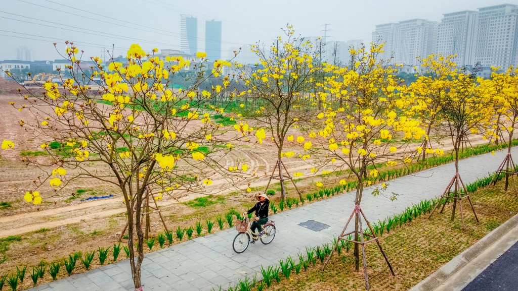 Tại đây, bốn hàng hoa Phong Linh nằm trên một con đường nội bộ của khu đô thị, nhưng được mở cửa miễn phí cho người dân khắp thành phố đổ về chiêm ngưỡng