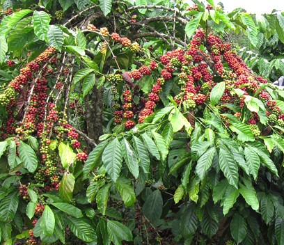 Chàng trai Tây Nguyên mang thương hiệu cà phê bay xa