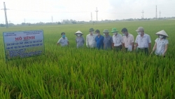 Huyện Thạch Thất: Điểm sáng từ Hợp tác xã nông nghiệp Đại Đồng