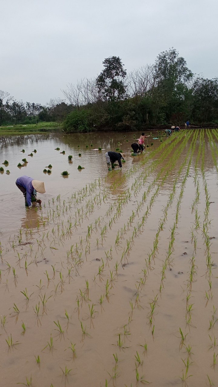 Bà con nông dân nô nức ra đồng 