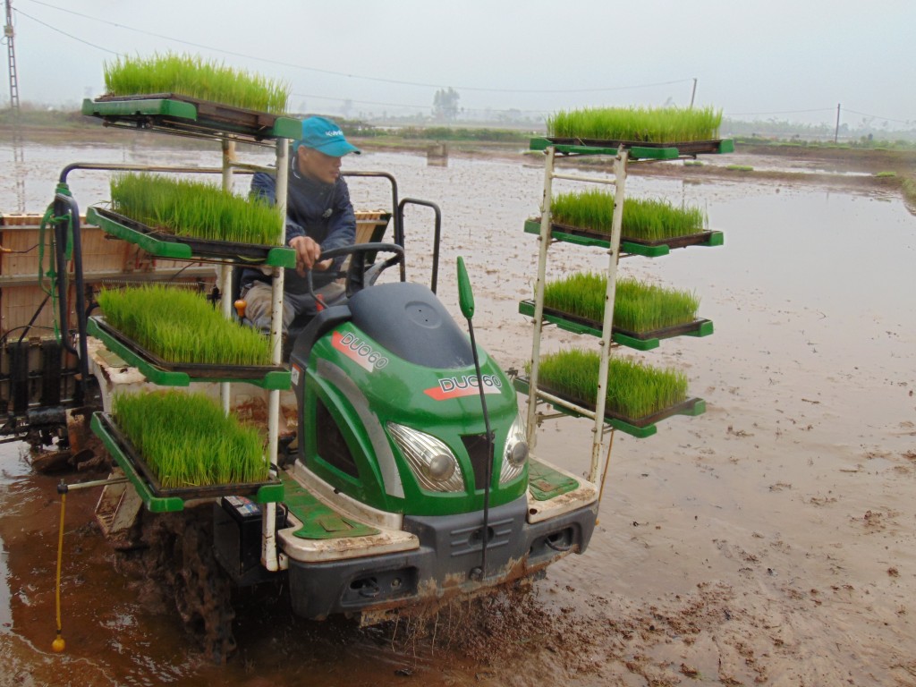 Hà Nội hoàn thành lấy nước, gieo cấy được 84% diện tích lúa vụ xuân