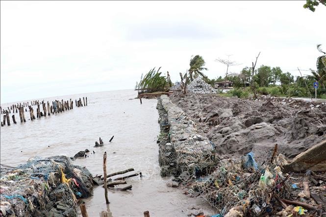 Nhiều khu vực ven biển của tỉnh Cà Mau bị sạt lở nghiêm trọng