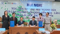 Tiếp tục tăng cường hợp tác để phát triển ngành dừa Việt Nam