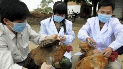 TP Hồ Chí Minh chỉ đạo khẩn về tăng cường phòng chống bệnh cúm A/H5N1